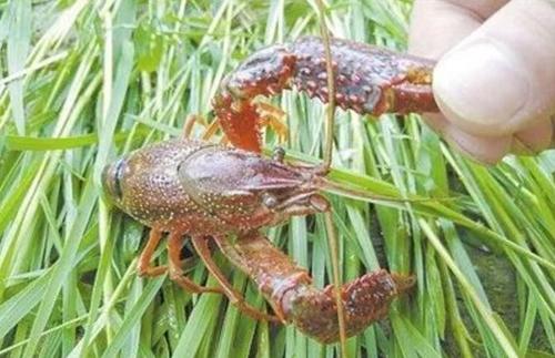 观察小龙虾