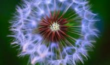 蒲公英般的花季