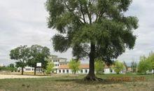 爸爸是一棵大树