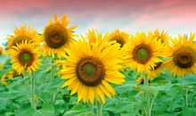 像野花一样活着