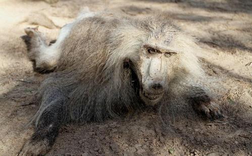 动物园中的悲剧