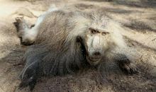 动物园里的悲剧