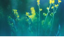 不负春光不负你