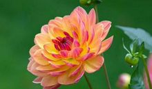 静待花开，这才是我想要的