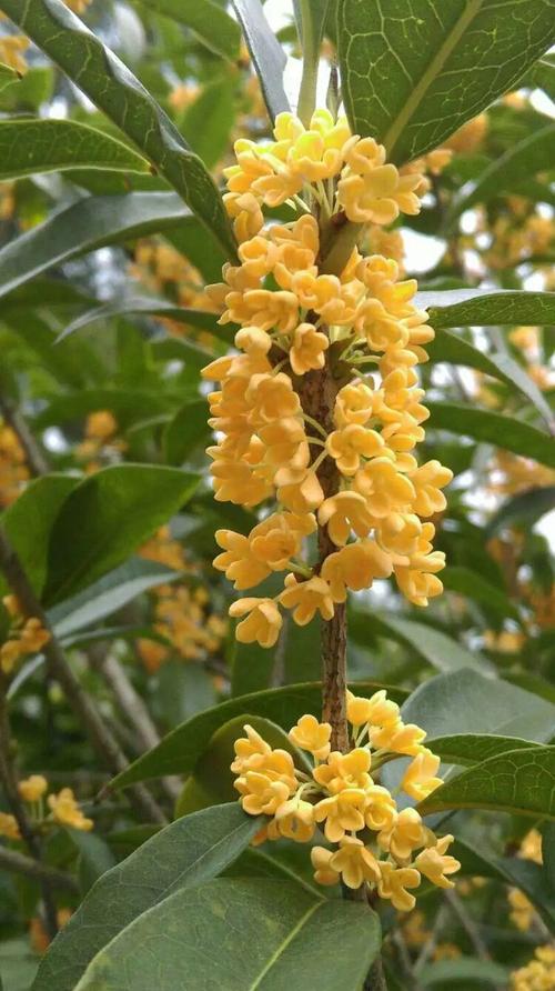 当桂花再次闻起来
