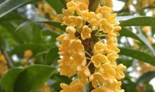 又到桂花香飘时