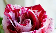 赠人玫瑰，手留余香