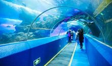 奇特的海洋馆