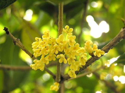 金色的秋天桂花