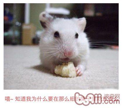 胖仓鼠减肥