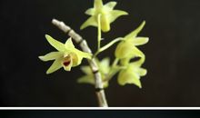 像兰花一样活着