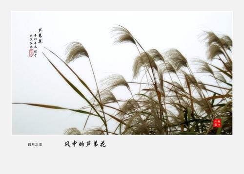 芦苇在风中