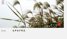 风中的芦苇