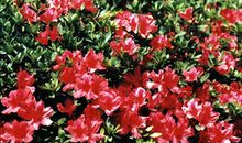 难忘“杜鹃花海”