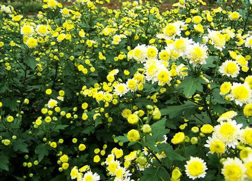 香野菊花