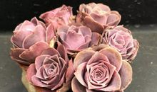 读《永不凋谢的玫瑰》有感