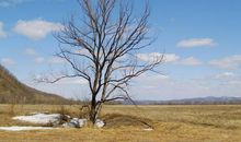 今年的春天我很孤独