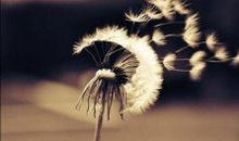 我发现了朴素的绽放