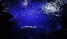 聆听《动物狂欢节》随想