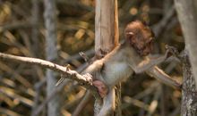 我发现了猴子会爬树