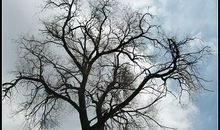 姥姥家门前的榆树