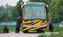 上海野生动物园投喂车历险记