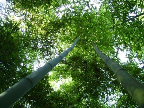 骄傲的竹子