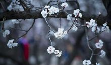 留住春天最后的画面