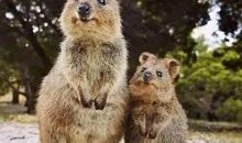 我熟悉的小动物