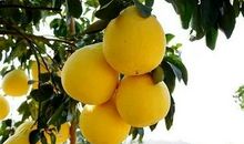 我爱家乡的柚子