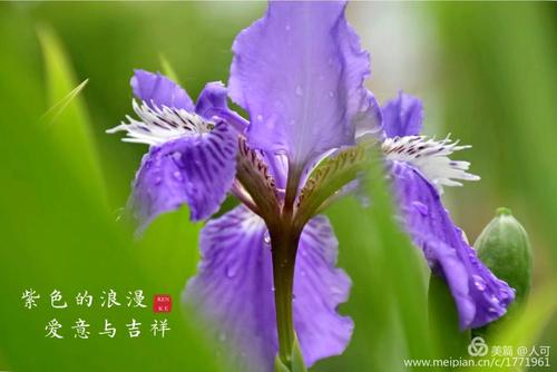 再见紫色