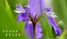 又见那一抹紫色