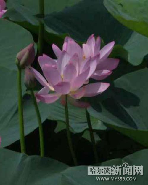 盛开的红莲花