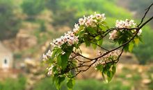 花开，不只是为了独守整个春天