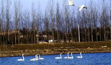 我爱你，白天鹅公园