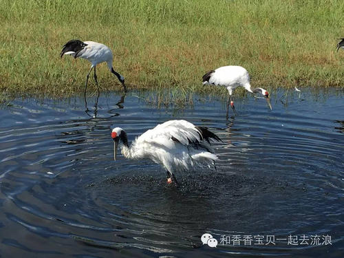扎龙旅行