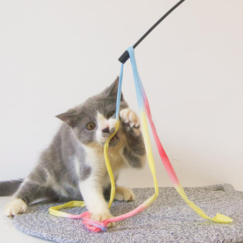 逗猫