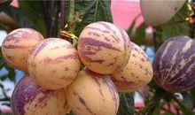 特别的果子——人参果