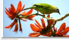 听听，鸟儿欢叫的声音