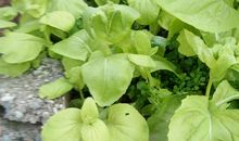 为生活增添一抹绿色