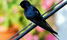 我是一只小燕子