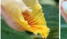 友爱之花处处绽放