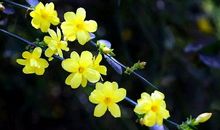 我最喜欢的迎春花