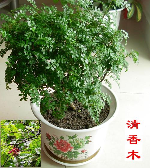 我的小植物