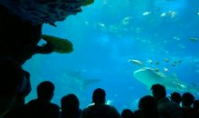 游长隆海洋公园