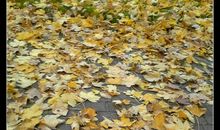 又逢秋季叶落时