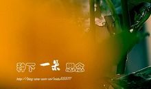 一缕枯树下的思念