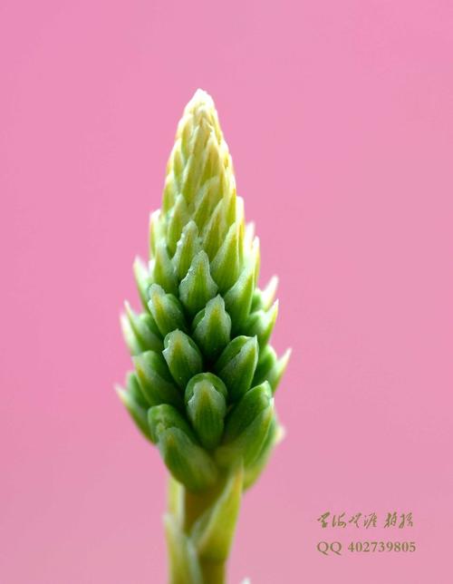 我喜欢芦荟花