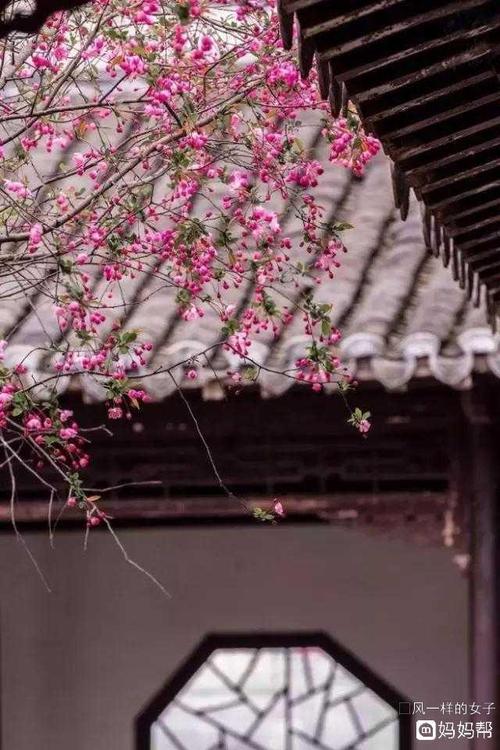 我今天看到花了