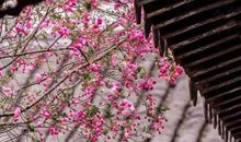 这天我看到了繁花